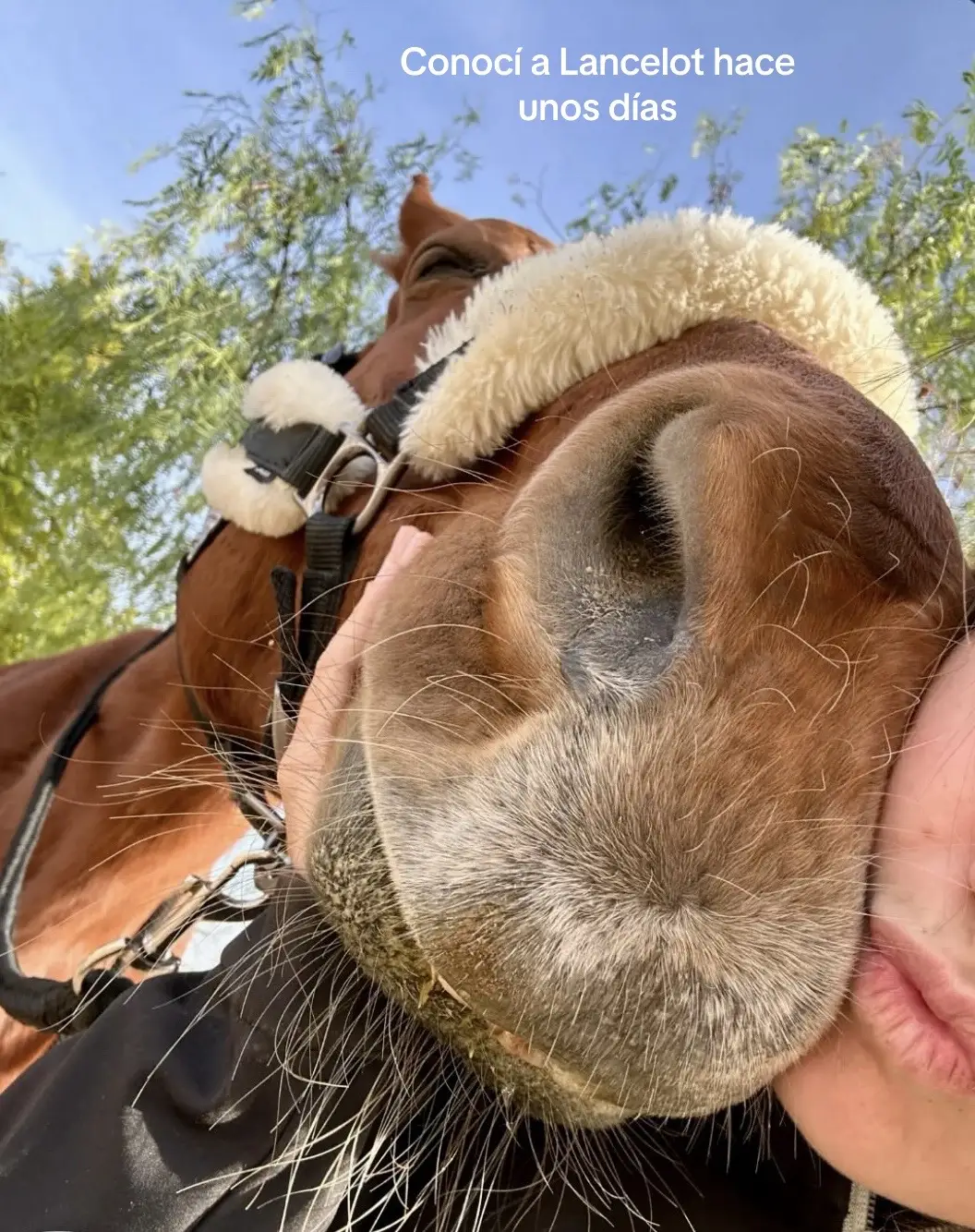 Me siento muy afortunada de tenerte grandullon ❤️‍🩹 #fyp #horsesoftiktok #haceunosdias #parati #fypシ #paratii #horsetrend #horseriding #horserider #horselover #showjumpinghorse #horses #caballo #caballostiktok 