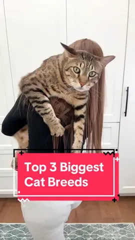 Top 3 biggest Cat Breeds. #savannahcat #maincooncat #ragdollcat #bigcats 