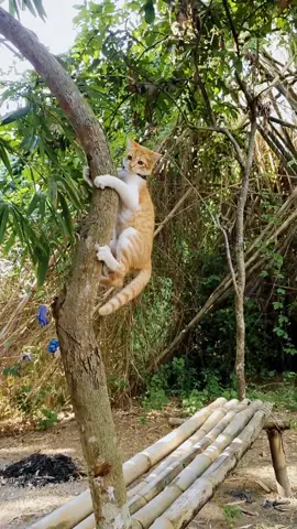 ini kucingku namanya cio.. dia sedang memanjat pohon di kebon..  .  .  #cat #video #cute #kucing #animal 