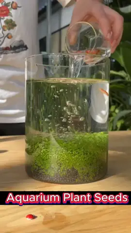 #aquarium #aquariumplant #aquariumplantseed #plantseed  #akuarium #akuariumikan #bijibenih #fish #fishlover #ikan #hiasanakuarium 