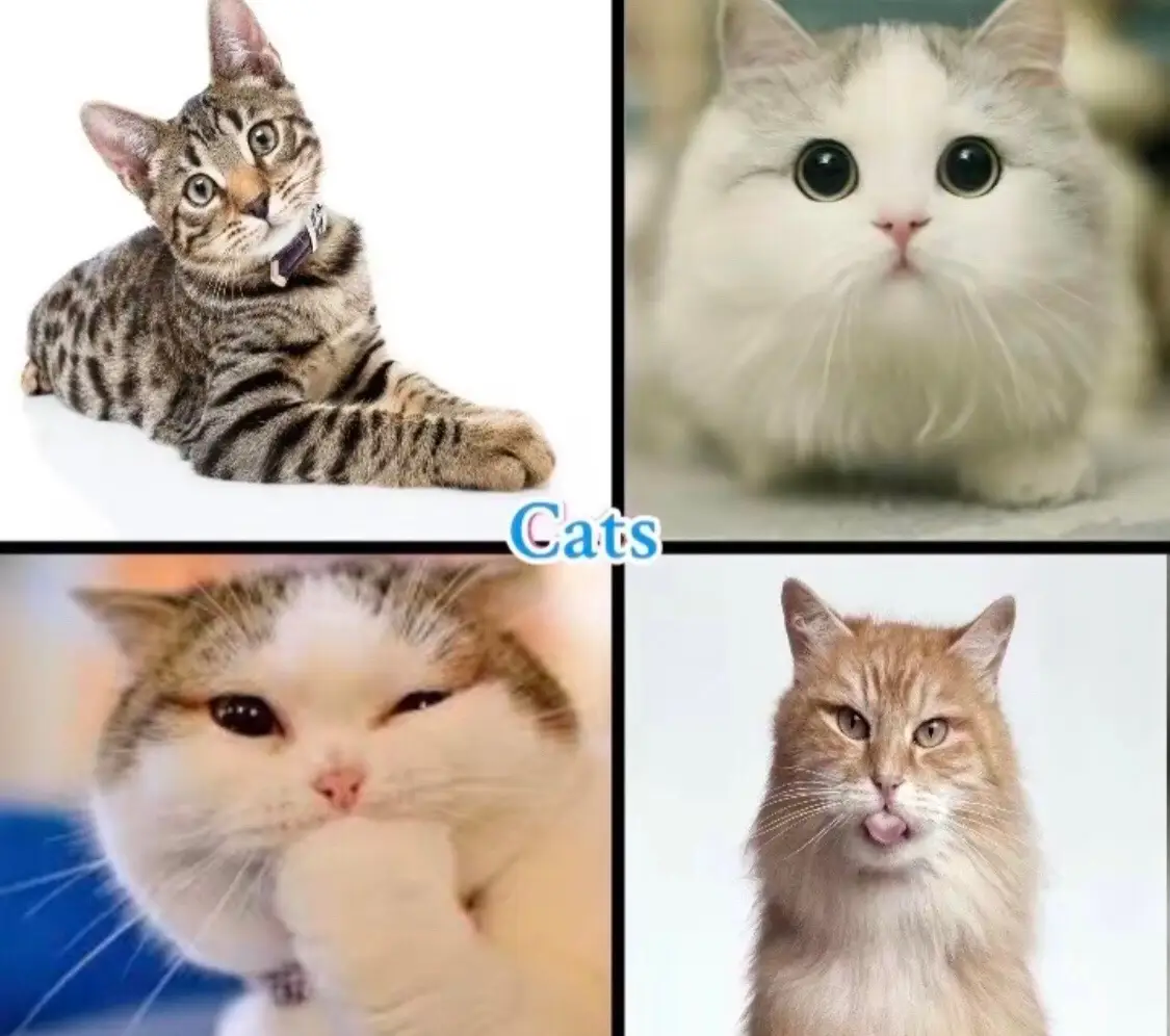 Cat or ….#chipichipichapachapadubidubidabadaba #catsoftiktok #memestiktok #cat #meme 