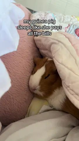 she loves to nap #guineapig #guineapigsofinstagram #guineapigs #guineapiglove #guineapiglife #cavy #pets #cute #meerschweinchen #guineapiglover #petsofinstagram #guineapigsofig #guineapiggies #pet #guineapiggy #cavylove #animals #ig #cavies #cavia #guineapiglovers #Love #guineapigsofinsta #guineapigsof #piggies #guineapigoftheday #cuteanimals #caviesofinstagram #cavysofinstagram #pig 