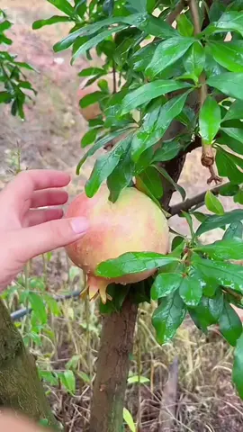 🧑🏼‍🌾🫠👍🏻 #fruit #garden #fresh #yummy 