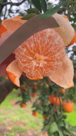 Enjoy cutting fresh orange fruit
