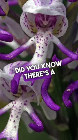 Have you seen this bizarre flower that looks exactly like a monkey?! 🐒🌷 The monkey orchid stopped me in my tracks the first time I saw its unbelievable petals. Some flowers are cute, others strange. But I’ve never seen one this peculiar! What unusual story lies behind Mother Nature’s crazy creation? 🤔 There must be more here than meets the eye. I need answers! As someone fascinated by extraordinary oddities of nature, I uncover mysteries like this. So I’ll be letting you in on the unusual secret history of the monkey orchid soon! Trust me, you won’t believe the tale behind this wonder. Welcome oddity fans! 👋 This channel celebrates the weird, wild and wonderfully strange curiosities of our incredible planet. 🌍 Whether it’s a funky flower, freaky fungus or fantastic fauna, I’ll share the peculiar plants, bugs, and marvellous Mother Nature mysteries I discover daily. If you’re ready to have your mind blown by Earth’s most bizarre secrets and stories, hit that follow button! 🤯 New vids uploaded all the time on the wondrous weirdness waiting around the world 🌎✨ #oddity #bizarreplants #crazyflowers #oddflowers  #bizarrefacts #unusualstories #funfacts #weirdnature 
