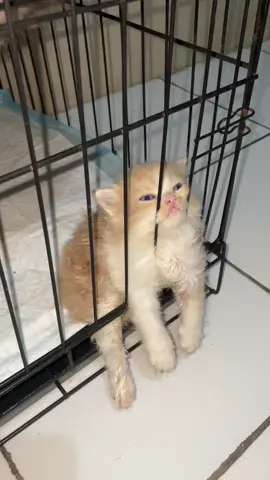 Ngambek ga d kasih keluar kandang, belepotan pup nya😭 babu km cape ngepel kalo ga pup d underpad🥹 #kucingtiktok #anakkucinglucu #gwenchana #fypシ #kucingngantuk #kucingmelamun #kucingbanyakgaya #kucingbanyakdrama 