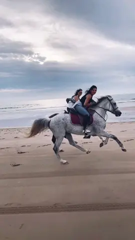 Riding stallions at the beach 🇲🇦 👉🏼 We are a travel agency based in Essaouira, contact us for coming and ride the best stallions in town 💫 . . . . . . . #horse #horsesontiktok #horses #horsesoftiktok💕 #equestrian #equestrianlife #caballo #equestriangirl #equestriansoftiktok #pferd #womanempowerment #horsegirl #morocco #horseholiday #beautifuldestinations #equestrianholiday #horselove #caballos #travel 