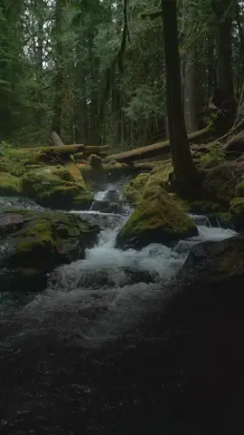 Discovering the hidden gems of nature in the heart of a mysterious, dark lush forest 😌 #creek #riverscape #dark #lushforest #Hiking #dji #calm #relax #peaceful MysticalWaters #ForestExploration #NatureSerenity #HiddenGems #EnchantedCreek #DarkForestMagic #god #washington #washingtonstate #washingtonexplored #pnwadventures #PacificNorthwestCreek #WashingtonWilderness #ForestDroneCapture #PNWNature #DJIAdventure #LushForestExploration #CreekMagic #DarkForestVibes #NatureFromAbove #WashingtonDronescape 