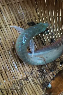 #bettafish #fishing #fish