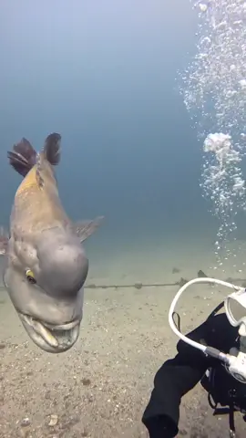 amazing Fish 🤩 #😍 #😘 #of #king #fish #👍🏻👍🏼👍🏽👍🏾👍🏿 #video #👍🏻 #sweet #cool #awesome #explore #tiktok #Love #beautiful 