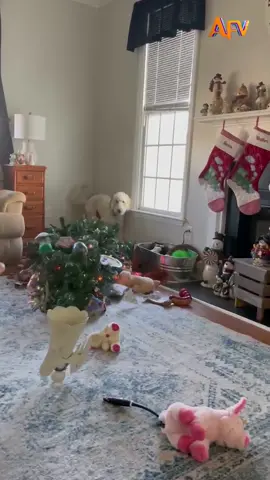 Trying to fetch that last present 🎁 #afv #christmas #dog 