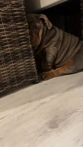 Ear clean betrayal part 2… The make up #tank #englishbulldog #puppylove #moodypup #puppytiktok #bulldogsoftiktok #bulldogpuppy #puppy #bulldog #cutedog 