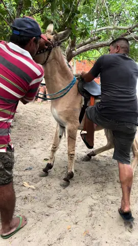 Cuidado que o burro é muito brabo #video #vaquero #viral #nordestino 