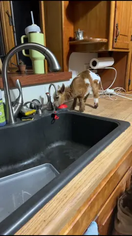 When ducky looked like a cartoon reindeer 🥲🐐 #nigeriandwarfgoats #bottlebaby #nigeriandwarfgoatsoftiktok #goatsoftiktok #farmanimals #minifarmlife #funnyfarmanimals #farmtok #bottlebabygoat 