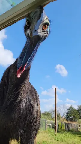 Check out this incredible cassowary a huge bird from Australia #fakesituation #fakebody #venomman20 #cassowary #birds #animals 
