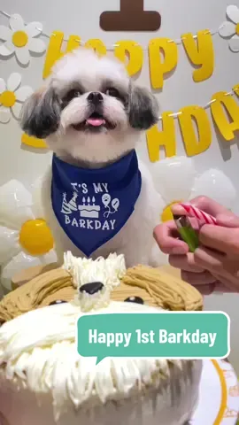 To the one who fills my life with wagging tails and unconditional love, Happy 1st Barkday Ulap! ☺️ #allaboutUlap #maypaultv #happybarkday #dogsoftiktok #petstory #fyp #foryou 