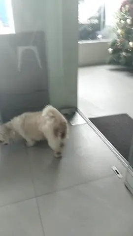 Prayers for our sweet Tintin 🐕 Bladder stone removal for our tintin ... Tomorrow is your surgery .. Be brave tin alam kong kaya mo yan .. #dog #dogtiktok #dogbladderstones #tiktokdoggos #dogsurgery #petsolutions #shihtzu 