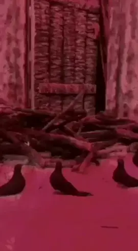 عظم الله اجورنا واجوركم استشهاد فاطمه الزهراء عليها السلام يا ام الحسن والحسين عليهم السلام آه يا زينب الحوراء عليها السلام 