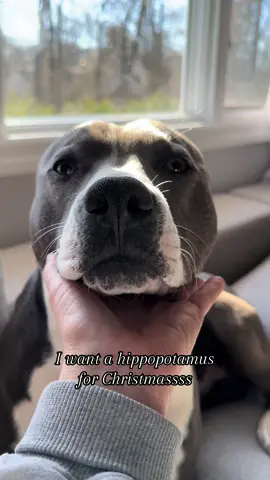 Highly recommended hippo 🦛 #dallyboy #dallasthepitbull #pitbullsoftiktok #hippopittie #hippopotamus #iwantahippopotamusforchristmas #pittielove #pittiesoftiktok 