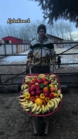 Kalan at The Rylee Ranch: Today on the menu, a wheelbarrow of bananas and bell peppers for the goats!  ##ryleeranch##kalanrylee##followme##foryou##foryoupage##fyp##trending##tiktok##Love##animals##viral##outdoor##fall##farm##farmlife##dailylife##gayboy##farmboy##alberta ##asmr##asmrsounds##asmrvideo##asmrtiktoks##asmrfood##asmreating##goatasmr ##maplethegoat##dollythegoat ##goat##stitchthegoat##lilothegoat##moanathegoat##annathegoat##elsathegoat##marythegoat##tinkerbellthegoat##alicethegoat##goatsoftiktok##geese##bananas##bellpeppers