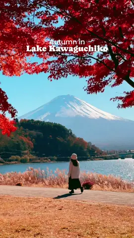 Mt Fuji Autumn Mini Guide 🗻🍁 Autumn is one of the best times to see Mt Fuji framed by foliage in beautiful shades of red and orange. While still high tourist season, the crowds are slightly more manageable than during the spring and you have a higher possibility of getting a clear view of Mt Fuji. The best time to see the autumn leaves is usually from early to mid-November.  ⛩️ Arakuyama Sengen Park One of the most iconic destinations in all of Japan featuring stunning views of Mt Fuji and the five-storied Chureito Pagoda. Hike up the 398 steps before the crowds arrive at 9AM.  🌾 Oishi Park A park with a great view of Lake Kawaguchiko and Mt Fuji at once. In the warmer months you can stroll along the promenade where flowers bloom while looking at Mt Fuji. In the autumn, you can find fields of pampass grass and Kochia bushes.  🍁 Momiji Corridor A tunnel of red maple trees along a canal that stretches on for around 1.2 miles. The Fujikawaguchiko Autumn Leaves festival is held here every year filled with stalls selling delicious street food. There is an evening illumination as well. 👘 Kubota Itchiku Art Museum While primarily an art museum that showcases beautiful silk kimono works, you can find stunning autumn colors in its gardens. 🍂 Lake Kawaguchiko Northern Shore There is a row of cherry and momiji trees along the northern bank of the lake between Kogamasao Memorial Park and Kawaguchiko Music Forest Museum. 🗻 Mt Fuji Resources tenki.jp (Weather forecasting website) fuji-san.info (Mt Fuji visibility index website) live.fujigoko.tv (Mt Fuji web cams) #japantravel #japan #travelguide #autumnvibes #mtfuji 