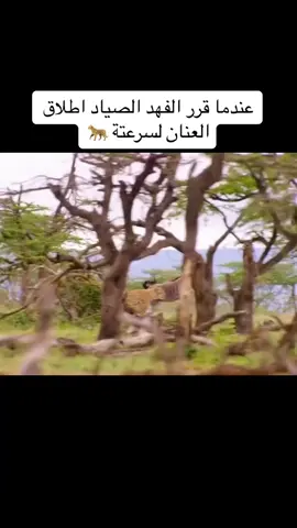 ‎#حيوانات_مفترسه #حيوانات_مفترسه #افتراس_حيوانات #عالم_الافتراس #مفترسات #explorer #viral #jpam #sawa #fypage #fyp #fouryou #اكسبلورexplore  