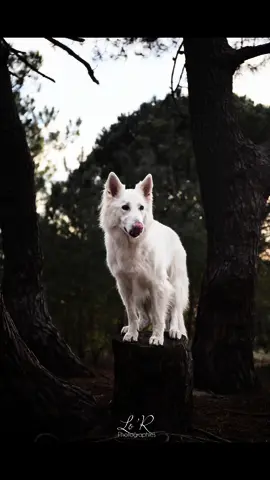 En shooting et le résultat! C’est un shooting que j’ai beaucoup aimé faire 🤗 dites moi si ça vous plait et votre photo préférée 😁  #lorphotographies #foryou #pourtoi #photographe #photographer #animals #photographeprofessionnelle #photographies #bergerblancsuisse #husky #chien #dog #cutiesdog 