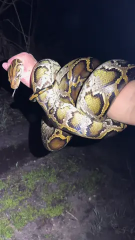 Searching for a 20 foot Burmese python in the Florida Everglades! #fyp#everglades#foryou#wildlife#nature#animals#reptiles#crocodile#alligator#frog#snake#python#environment#conservation#professional#florida#floridacheck#floridaman#floridalife#night#wildanimals#wilderness#yoink#fishingarrett#pro 