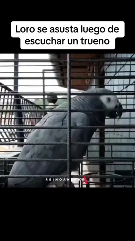 No pasa nada primo 🤣 #loro #lorosgraciosos #animalesgraciosos #humor #gracioso #videosderisa #funny 