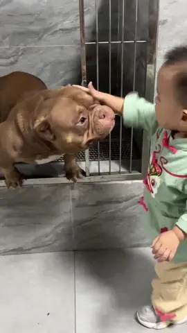 Micro Bully Love!!! 💗🐶 👉 newpitbull.com/store #microbully #microbullypup  #pocketbullys #pocketbullyboy #minibully #minibullys #minibullylove #pitbullsarelovers #pitbullsarelove #pitbullsarentmean #pitbullsarefamily #pitbullsaresweet #bullylove💖🐶 #bullyloverforlife❤️ 