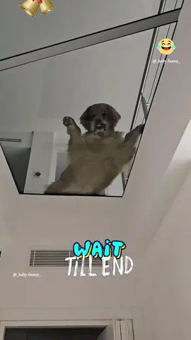 The last one 🤣🤣 #dog  #cat #pet #cute #animals #funny #fyp #foryou 