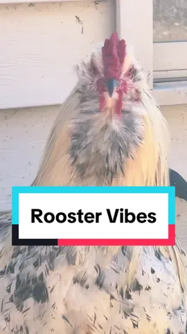 Frankie the  derp #rooster #chickens #backyardchickens #chickensoftiktok #waitforit #chickenhappyhour 