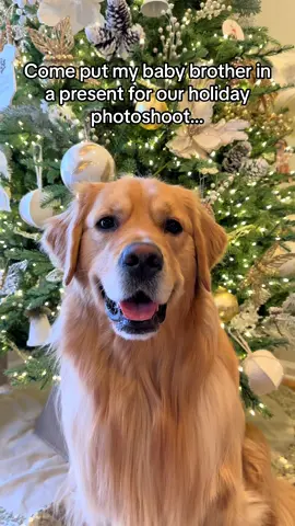 The pictures at the end are proof that I’m the greatest gift wrapper of all time.🎁🎄#fyp #foryoupage #dogsoftiktok 