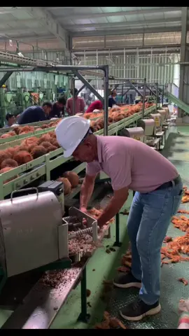 Manajer Produksi turun tangan bantu Dewatering (Buah Kelapa dibor untuk buang airnya) #dewacoco #Coconut #pabrikkelapa #jhl #jhlgrup #buruhpabrik #garudapersadaindonesia #malukuutara #halmaherabarat #jailolo #sahutimur #pabrik #fyp 