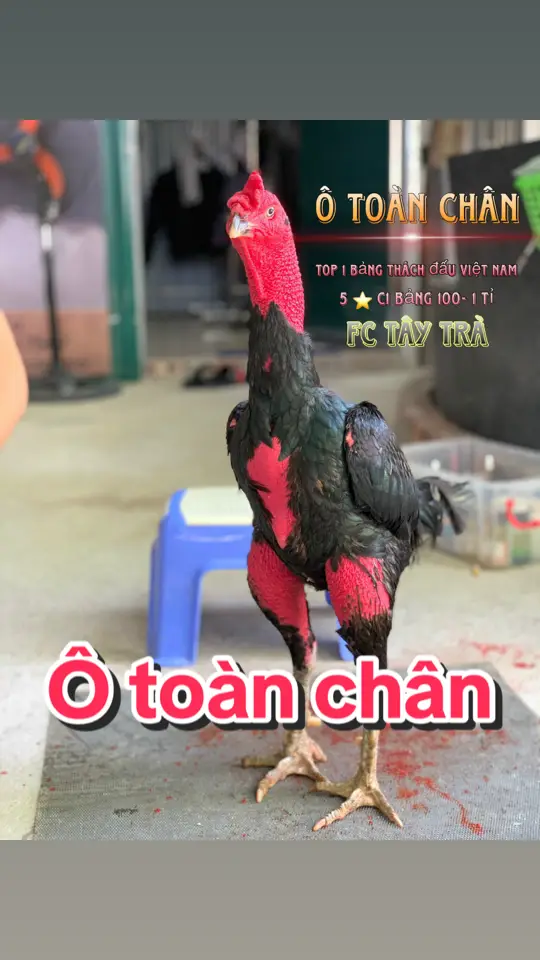 Ô toàn chân nhận đúc mái #quyếtchiến #gà_chọi_việt_nam🇻🇳 #gà_chọi_việt_nam🇻🇳 #otoanchan #quyếtchiến #quyếtchiến #gà_chọi_việt_nam🇻🇳 #gà_chọi_việt_nam🇻🇳 #gà_chọi_việt_nam🇻🇳 #gà_chọi_việt_nam🐓 #gà_chọi_việt_nam🐓 #quyếtchiến 