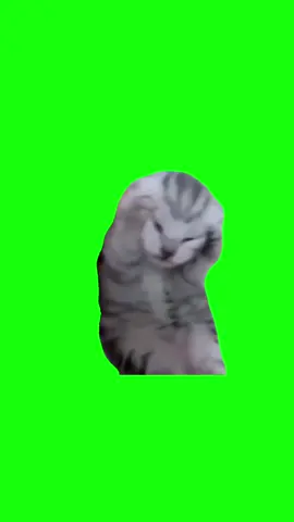Screaming Kitten - Green Screen
