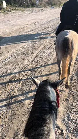🐎🤍