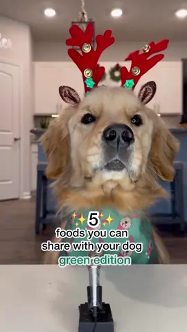 Do you like my dog’s #asmr crunches?! GREEN REINDEER EDITION 🎤🥦🥒🎅 #doglover #asmr #asmrsounds #christmas #goldenretriever 