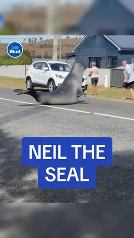 It’s Neil’s world and we’re just living in it 🦭 #fyp #seal #animalsoftiktok #funny #animal #tasmania 🎥 - Storyful