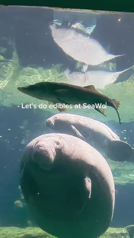 my happy place is with the manatees 🥺#CapCut #seaworld #aquarium #marinebiology #thingstodo #orlando 