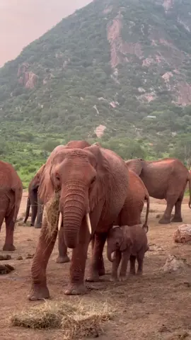 This little beauty is Charli. We met him for the first-time on 29th November, when his mother Chyulu - an orphan elephant we rescued, raised, and rewilded - visited our Ithumba stockades. Chyulu had her firstborn Cheka - now 3 years old - with her, and tucked amount a sea of elephant legs was her new calf. Read the full story via link in bio, or visit:  sheldrickwildlifetrust.org/news/updates/chyulu-surprise-baby —— #SheldrickTrust #elephant #babyelephant #wild #family #kenya #sheldrickwildlifetrust #animals #animalrescue #baby #charity #elephants