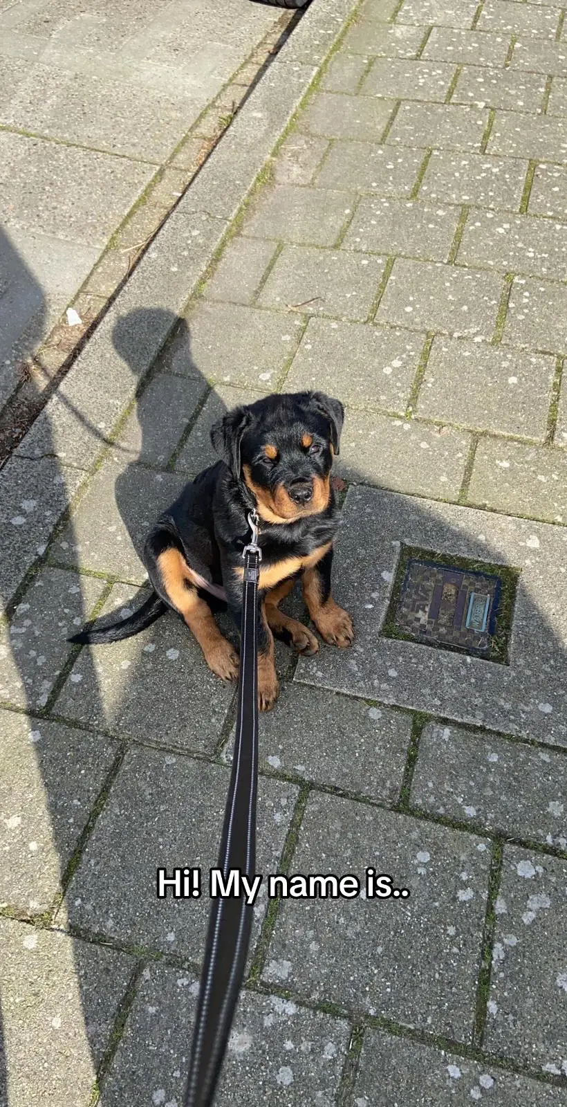 #rottweiler #dogsoftiktok #fyp 