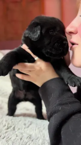 The tail 🖤🥹 #bartonlabradors #englishlabrador #labradorretriever #puppies #labrador #labpuppy #blacklab #blacklabpuppy #blackenglishlab #happytail #mylove 