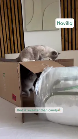 A friend song for all cat lovers🐱 #novillareviews #unboxing #refreshing #fyp #petlovers #sleeptok #cattok #cloudbed #catsoftiktok #cutecat #meowing