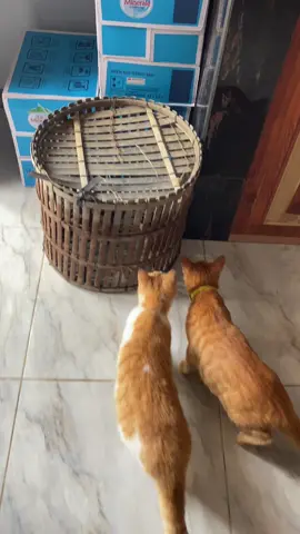 bagusnya kasih nama siapa ya kucing hutannya??#kucinghutan #kucinglucu #fypdong 