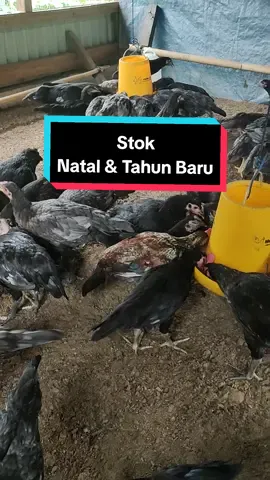 Tetap Disyukuri sambil di minumin kopi 😁☕ #peternakmuda #fypシ゚viral #สปีดสโลว์ #fyp #KUB2 #usahaternakayam #peternakayamkampung #kub #kampungunggulbalitnak #kampungunggulbalitbangtan #kub2jenaka #kubppg 