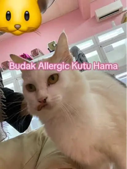 Bila kau allergic seafood pegi makan udang be like: #catsnanny #cathotel #catgrooming #catlover #fypシ #fyp #kucingcomel #gelagatkucing 