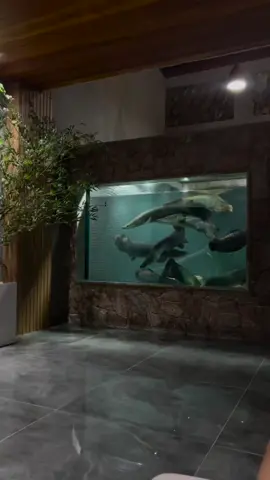 Relax with monster  #foryoupage #foryou #fyp #untukanda #untukmu #fish #fishinglife #fishtok #giantfish #giant #arapaima #arapaimagigas #arapaimafish #aquarium #megatank #monsterfish 