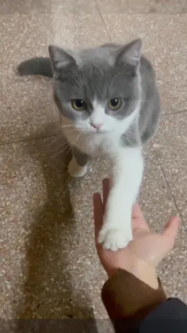 Your eyes are so gentle🥰🤗#pet #fyp #cat #cutecat #funnyvideos #cats I love you so much❤️💕