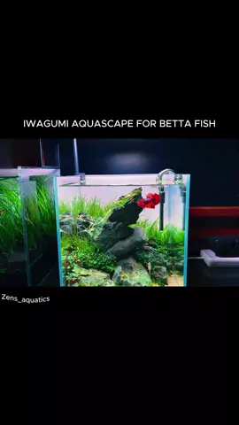 Betta fishtank setup - nano aquarium #aquascape #aquarium #aquatics #fishtank #betta #bettafish 